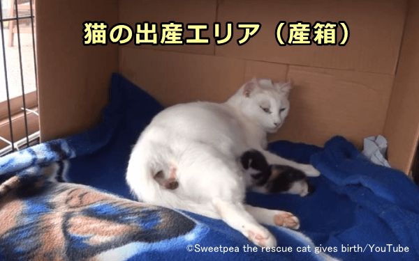 分娩を間近に控えたメス猫は、出産に備え、周囲を囲まれ、足場が柔らかいところを本能的に求めるようになる