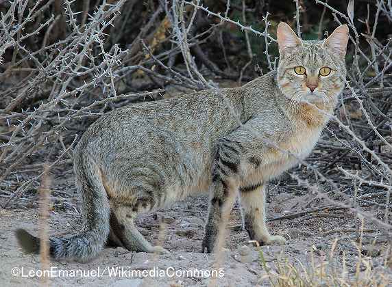 イエネコの祖先種と考えられているリビアヤマネコ（african wildcat）