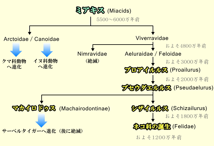 ネコ科動物の祖先種系統樹