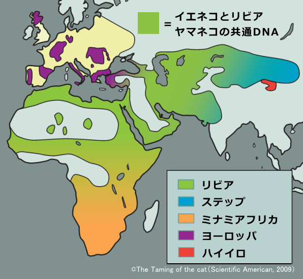ヤマネコの分布図～イエネコとリビアヤマネコのDNAが中東から北アフリカ領域で重なっている