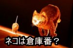 家畜化初期の猫は、蓄えてある穀物ではなく、ネズミなどの害獣を駆除してくれる、いわば倉庫番のような存在だったと考えられます。