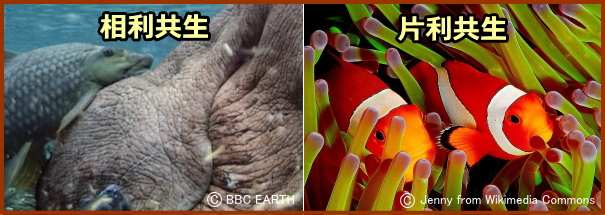 片利共生の例(カバと魚)と相利共生の例(イソギンチャクとクマノミ)