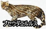 プセウダエルルス