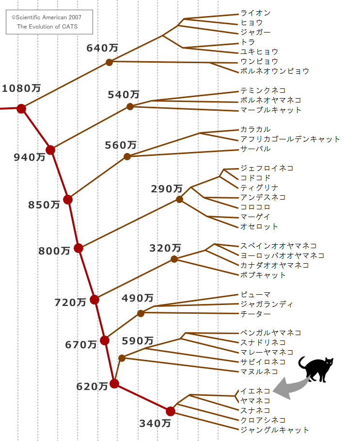 ネコ科動物の系統樹