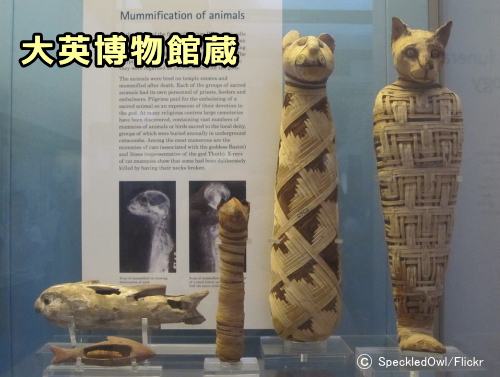 大英博物館に展示されている猫のミイラ