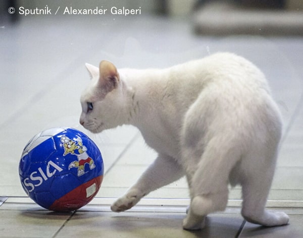 オス猫とメス猫の見分け方～見た目だけから性別を判断するコツ