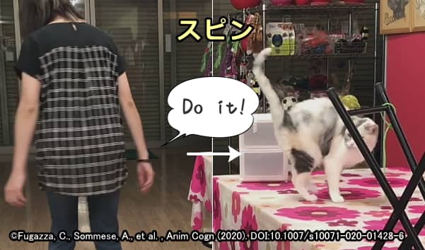 猫の模倣能力～その場でスピン