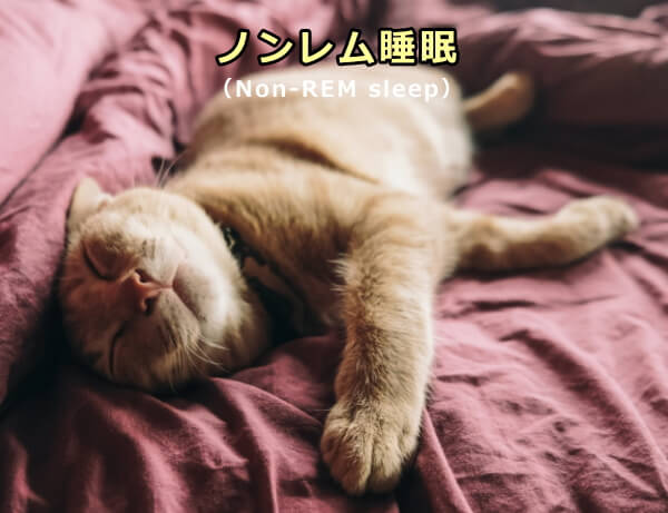 ノンレム睡眠にある猫~筋肉は脱力しているがREMは見られない