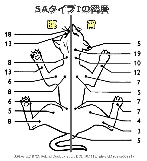 猫の体表面における機械受容器SAタイプIの密度勾配
