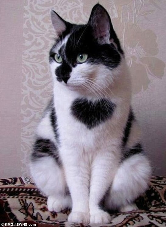 胸元のハートマークが印象的な猫「トミータッカー」