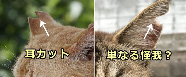 はっきりとしたV字でない場合さくらねこの判別が難しい