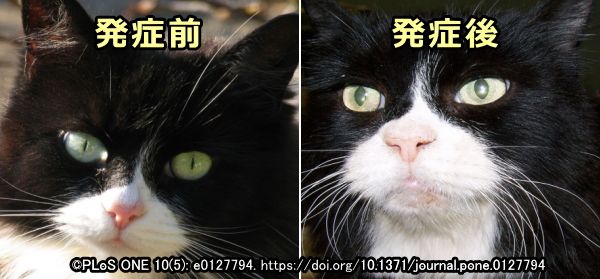 アクロメガリ（先端肥大症）を発症する前と後における猫の顔面骨格の変化