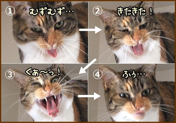 猫のあくびは、一瞬口をすぼめてから一気に開口する