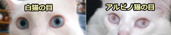 普通の白猫とアルビノ猫の見分け方は、目の色を見ること