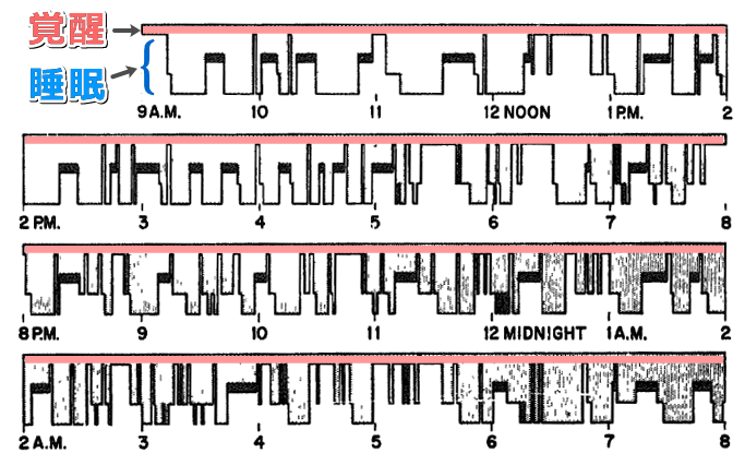 23時間における猫の覚醒・睡眠パターングラフ
