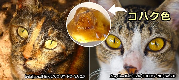 猫の目と視覚 完全ガイド 目の色 視力から色覚 視野まで写真と図で解説 子猫のへや