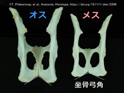 オス猫とメス猫を骨から見分ける時のランドマーク～坐骨弓角