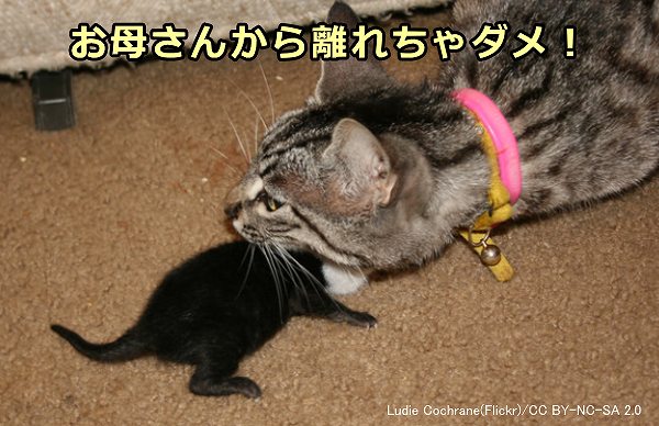 生後間もない子猫は体温を失いやすいので、母猫からはぐれてはいけない