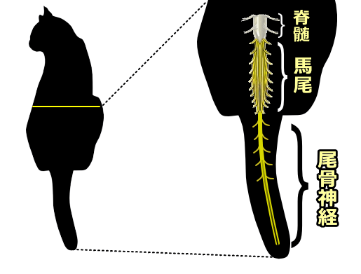 猫の脊髄・馬尾・尾骨神経の位置関係模式図