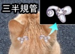 猫の耳の中には三半規管と呼ばれる高感度バランサーが備わっており、瞬時にして体勢を元の状態に戻すことができる