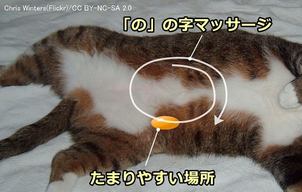 猫 うんち しない