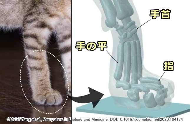 猫の足の骨格~足の裏と思われる部分は、実は指の骨