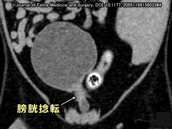 猫の膀胱捻転(レントゲン写真)