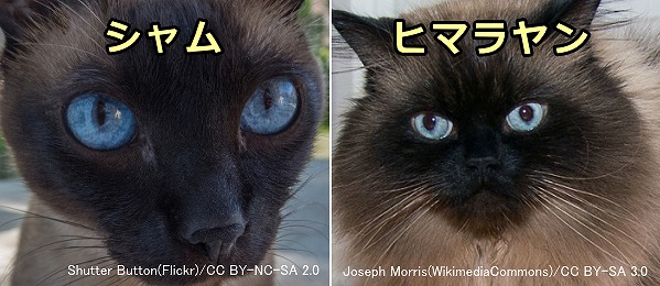 猫の目の色～メラニン色素が極めて薄い時に現れるブルー