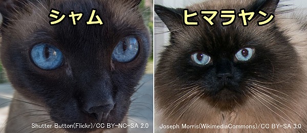 猫の目と視覚 完全ガイド 目の色 視力から色覚 視野まで写真と図で解説 子猫のへや