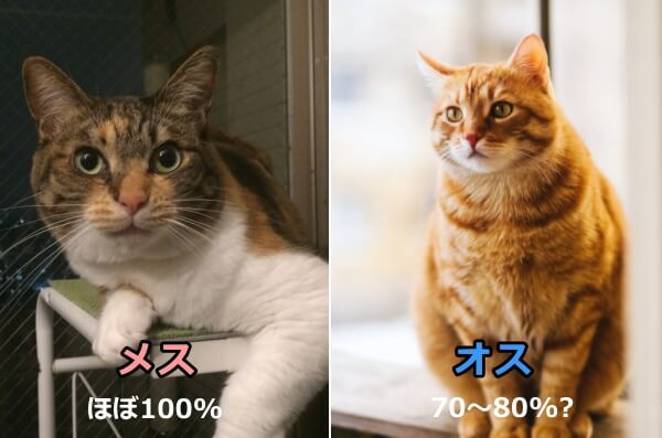 三毛猫やサビ猫はほぼ100%メス、茶トラや茶白猫は高確率でオス