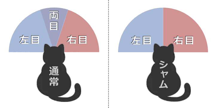 内斜視のシャム猫では両眼視野がまったくないか、あっても極めて狭い範囲に限られる