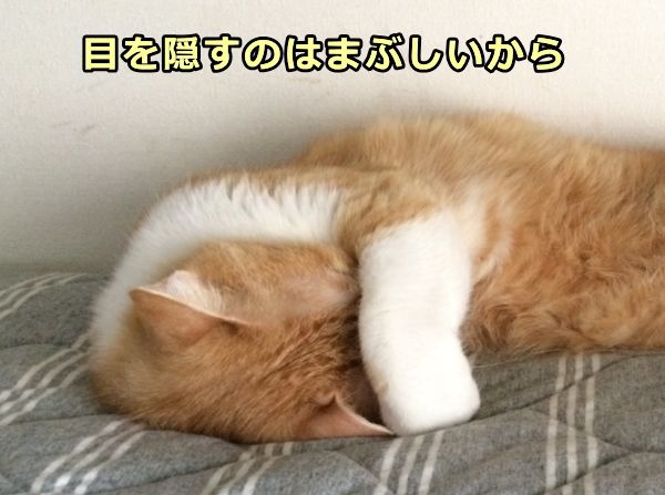 猫が自分の腕で目隠しをするのは光がまぶしいから