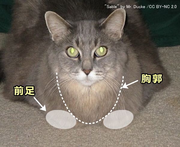 猫が香箱座りをするのは前足で胸郭を安定させるため