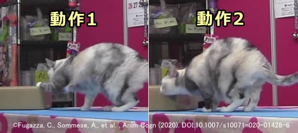 「DAID」（まねしてごらん）メソッドにおいて人間の模範演技を見て模倣した猫