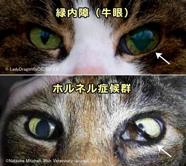 左右で大きさの違う猫の目～ホルネル症候群・緑内障（牛眼）
