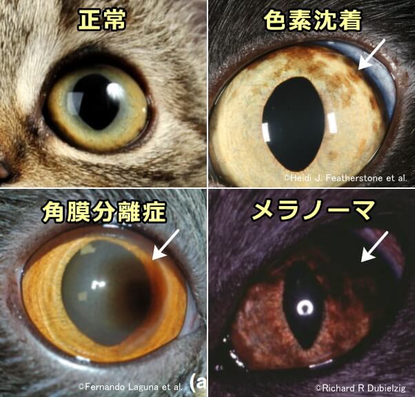 黒く変色した猫の目～角膜分離症・メラノーマ・色素沈着症