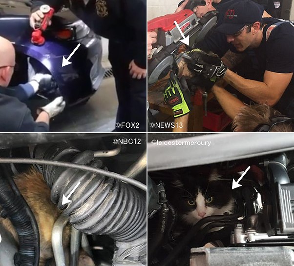 寒い季節になると猫たちが車のエンジンルームに避難するようになる
