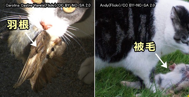 野生の猫は獲物の被毛や羽根ごと肉を食する