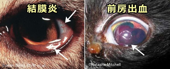 赤く変色した猫の目～前房出血・結膜炎