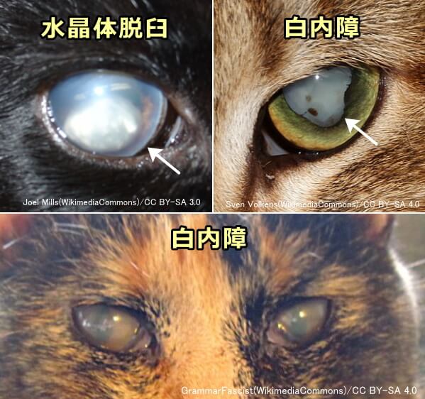 白く変色した猫の目～水晶体脱臼・白内障