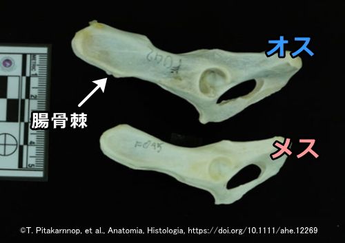 オス猫とメス猫の見分け方 見た目だけから性別を判断するコツ 子猫のへや