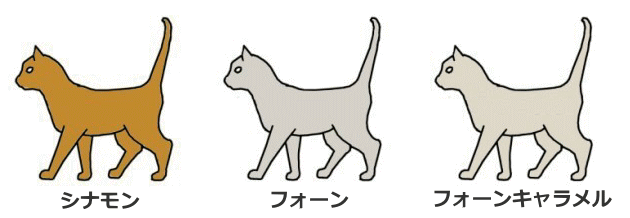 シナモン系統の猫～シナモン・フォーン・フォーンキャラメル