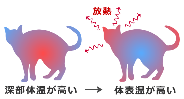 体温を効率的に下げるため体の中心部から周辺部へと血液が移動する