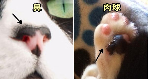 猫の肉球や鼻表面（鼻鏡）では表皮に含まれるメラニン細胞の数によってカラーバリエーションが生まれる