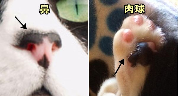 猫の皮膚と触覚 完全ガイド 構造や感覚から病気の見つけ方まで 子猫のへや