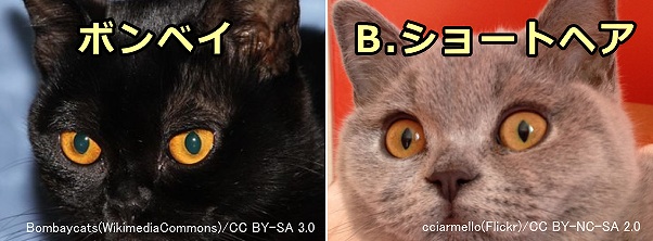 猫の目の色～メラニン色素が濃い時に現れるカッパー
