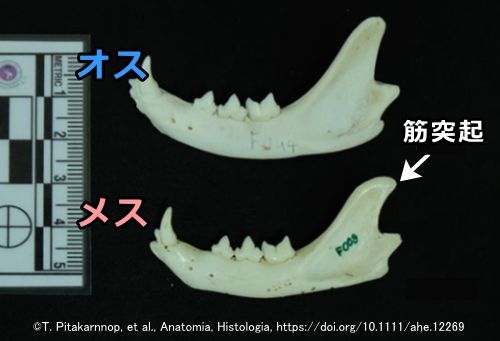 オス猫とメス猫を骨から見分ける時のランドマーク～下顎骨の筋突起