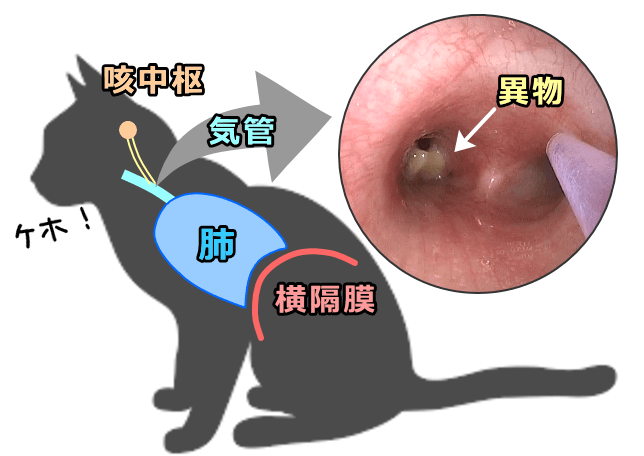 猫における咳反射の神経系解剖図