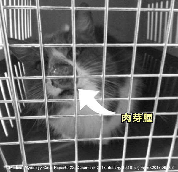 猫のいびきは寝息とは違う 音が大きいときは病気が隠れていることも 子猫のへや