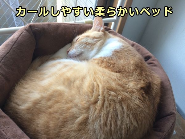 猫の安眠を促進するためにはカールしやすい柔らかいベッドが必要